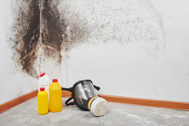 Best Emergency Mold Removal  in Roseville, MI