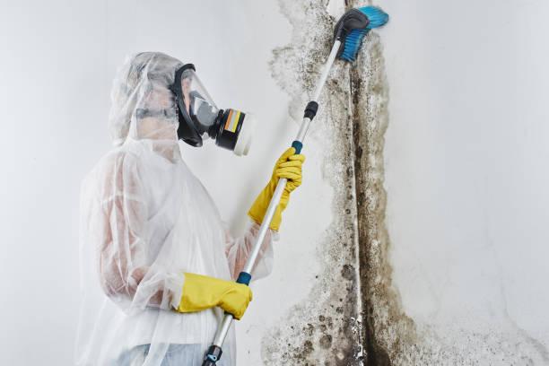 Mold Testing and Removal in Roseville, MI