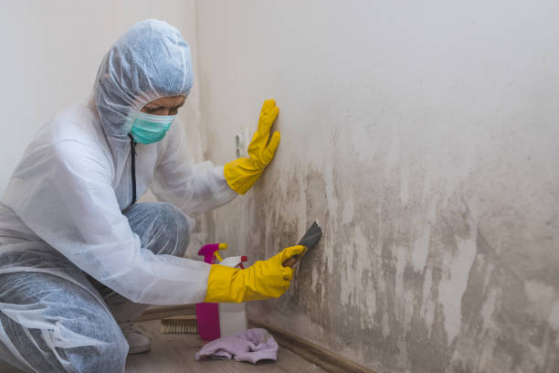 Best Mold Remediation  in Roseville, MI
