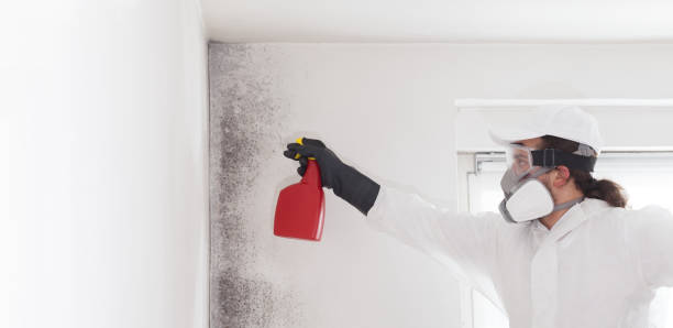 Best Home Mold Removal  in Roseville, MI