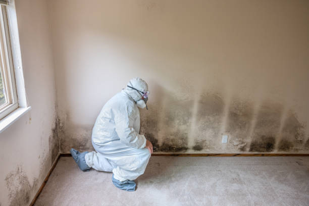 Best Mold Removal Company Near Me  in Roseville, MI